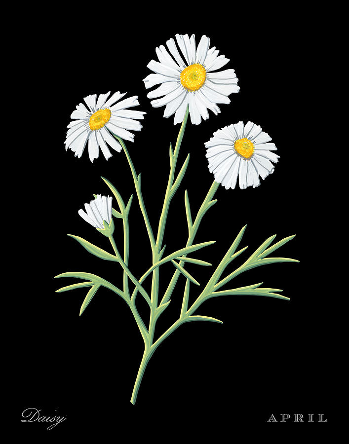 Daisy April Birth Month Flower Botanical Print on Black - Art by Jen Montgomery Painting by Jen Montgomery