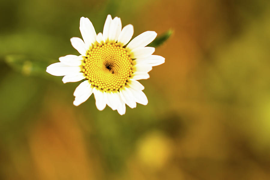 Daisy flower - top view with soft bokeh and copy space #1 Photograph by Cristina Stefan