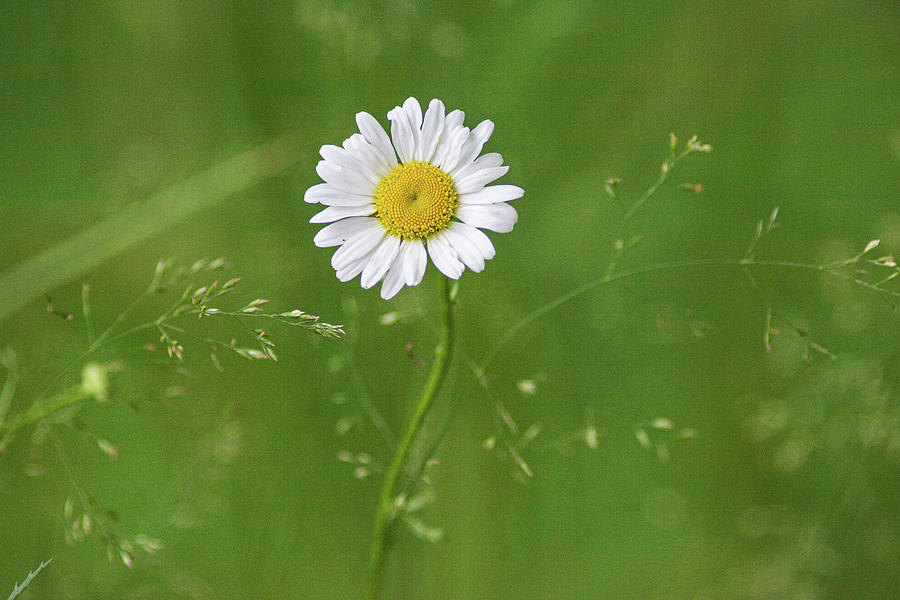 Daisy Flowers in a Field #1 Photograph by Amelia Pearn