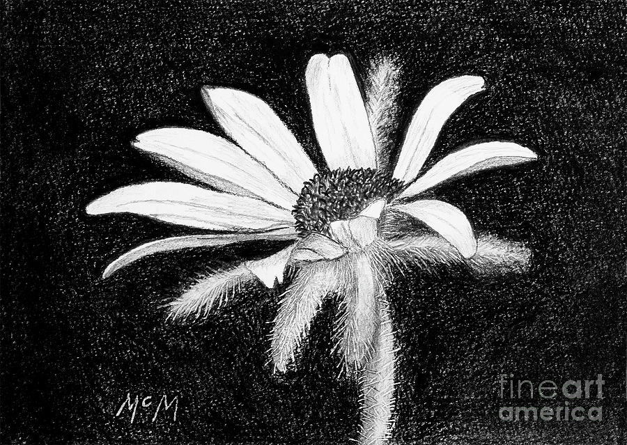 Daisy #1 Drawing by Garry McMichael