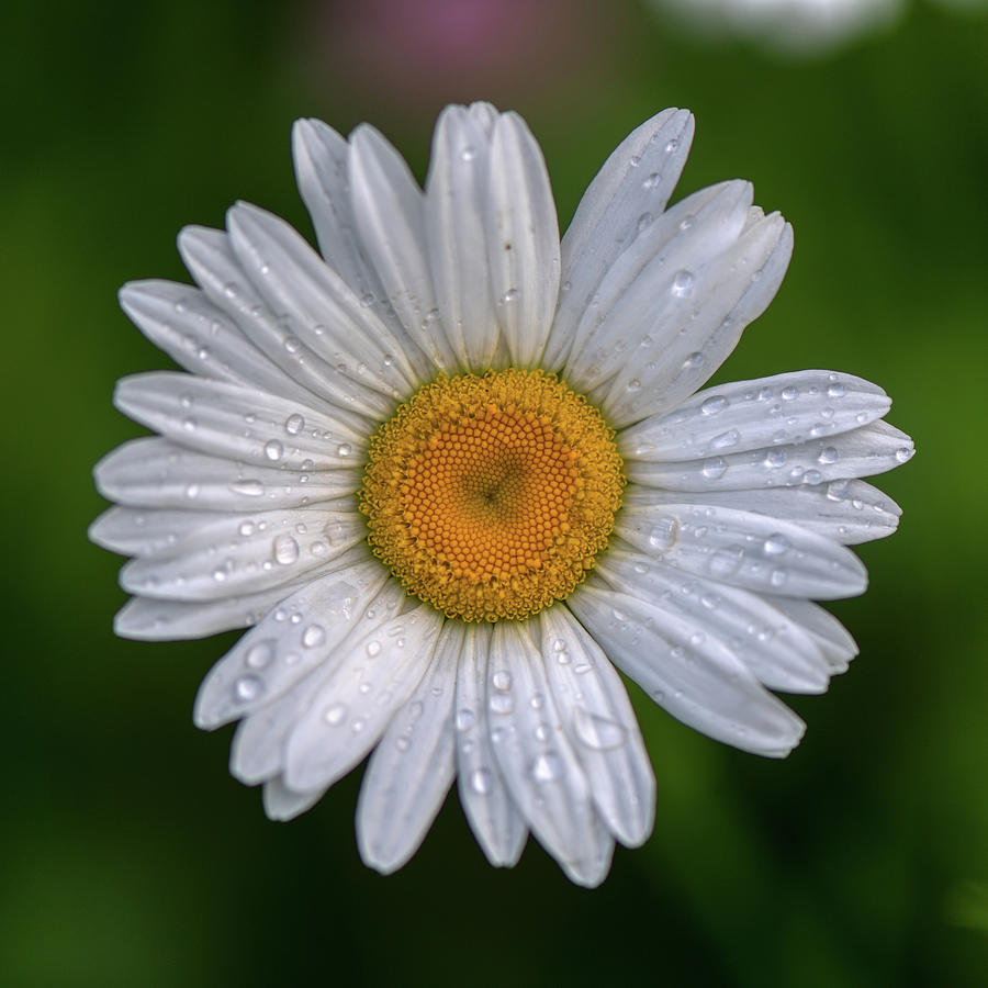 Daisy with Rain Drops #1 Photograph by Paul Freidlund