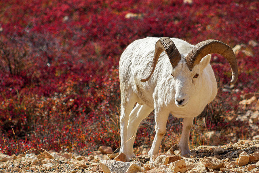 Dall Sheep #1 Photograph by Kyle Lavey