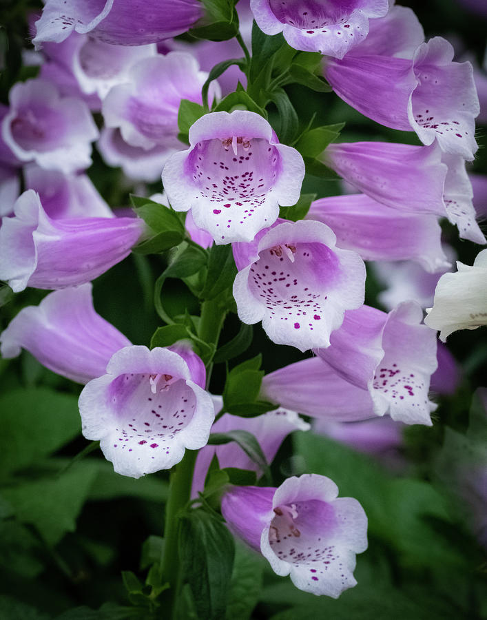 Dalmatian Rose Flowers Photograph by Len Johnson - Fine Art America