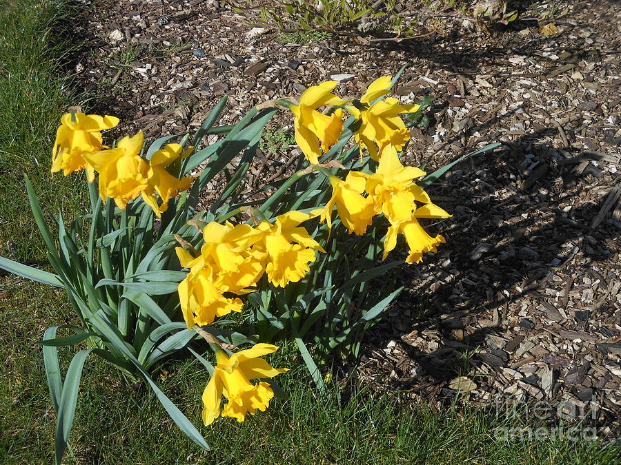 Dancing Daffodils Photograph by Kathryn Jones Fine Art America