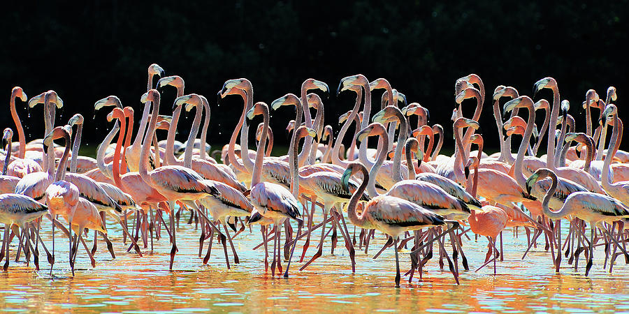 Dancing Flamingos #1 Photograph by Renee Sullivan