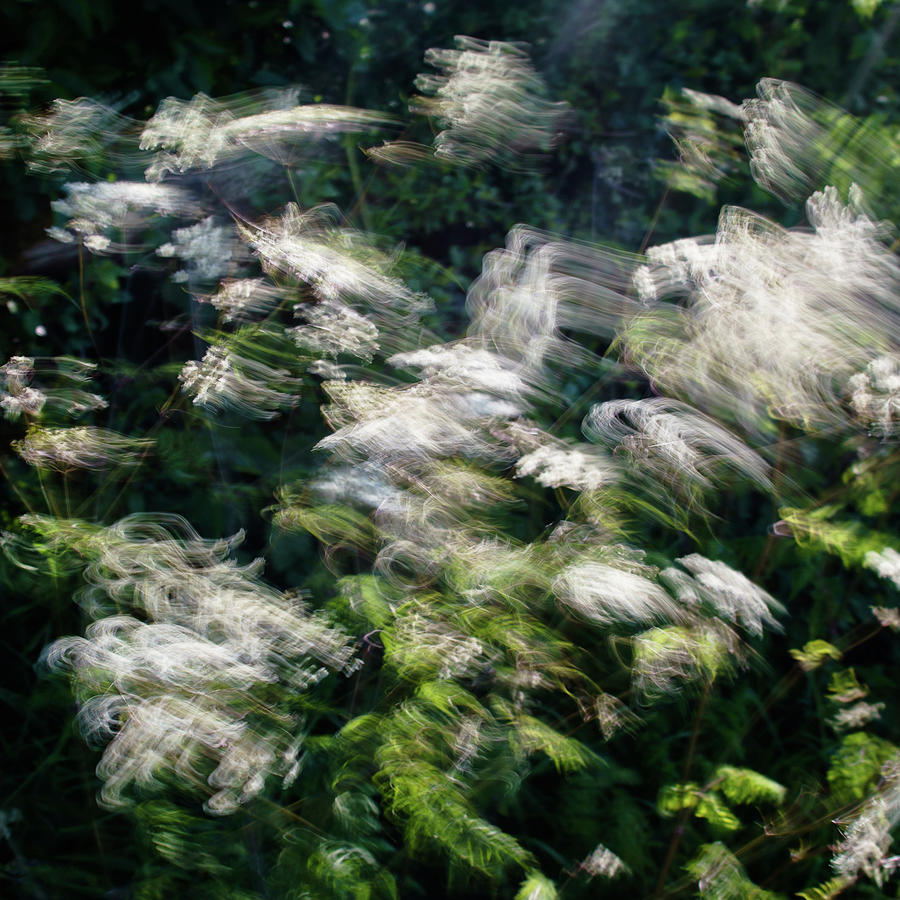Hedgerow Photograph - Dancing Hedgerow by Bear R Humphreys Hedgerow Photograph - Dancing Hedgerow by Bear R Humphreys
