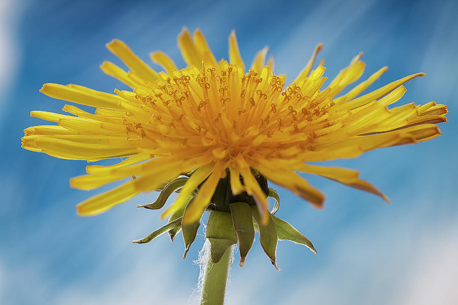 Dandelion flower #1 Photograph by Shirley Mitchell