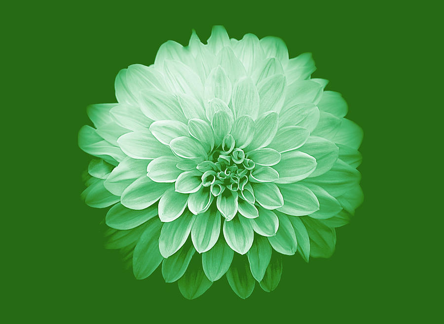 Dahlia IV on Green Background Photograph by Joan Han