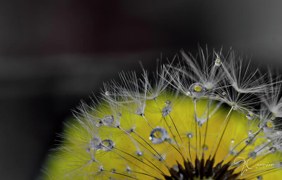 Dandelion Jewels #1 Photograph by Evie Carrier
