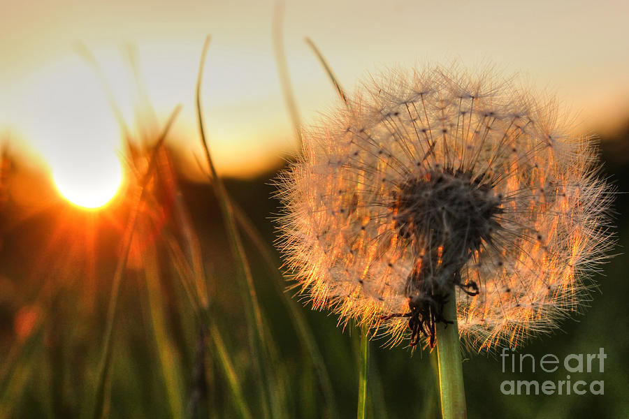 Sunset Photograph - Dandelion Sunset #1 by Vicki Spindler