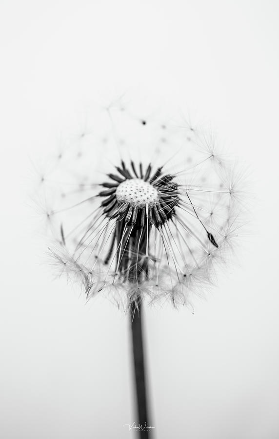 Dandelion Photograph - Dandelion by Vicki Walsh