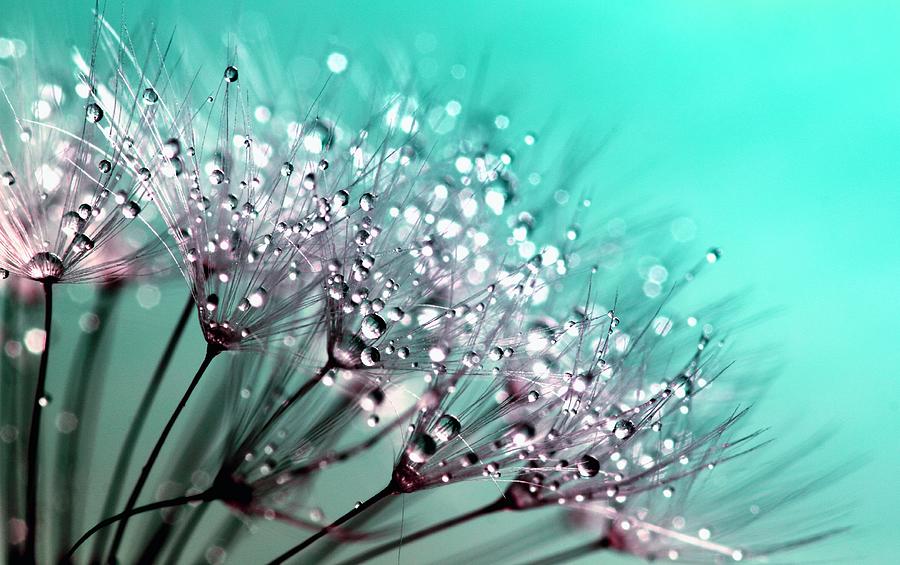 Dandelion With Water Droplets Photograph by Gallery Of Modern Art