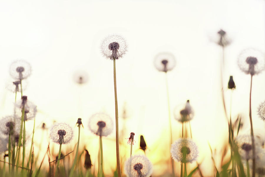 Dandelions and sunset. #1 Photograph by Anna Andreeva - Pixels