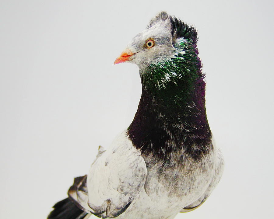 Danzig Highflyer Pigeon #1 Photograph by Nathan Abbott
