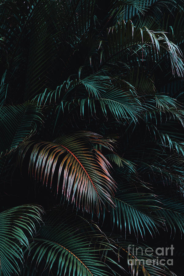 Dark and moody image of palm leaves #1 by Nithid Sanbundit