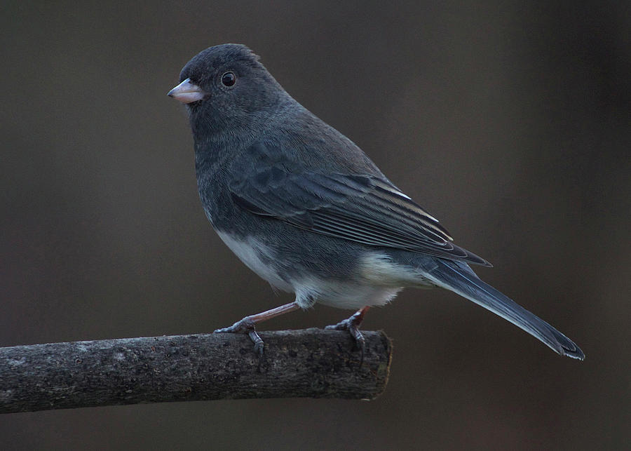 Dark Eyed Junco 4 Photograph by Brian McAward | Fine Art America