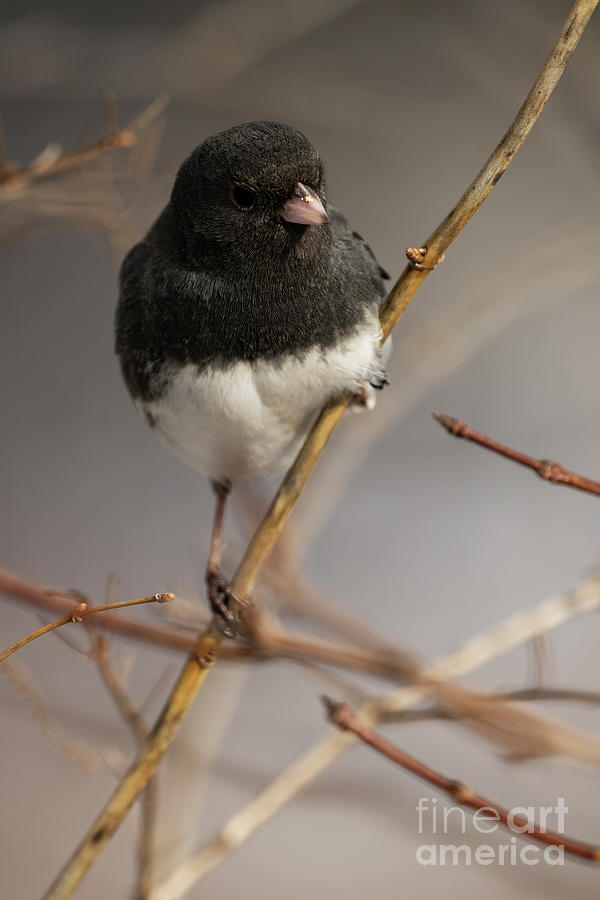Dark-eyed Junco #1 Photograph by JT Lewis