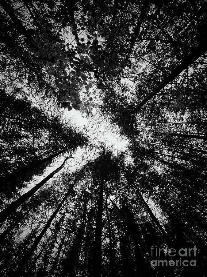 Dark Forrest #2 Photograph by Bob Mintie