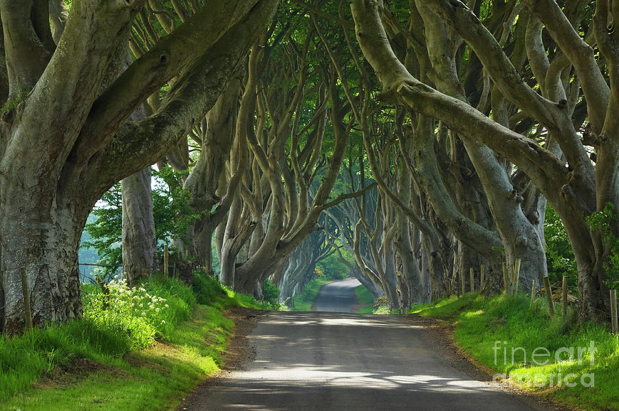 Dark Hedges, County Antrim, Northern Ireland Photograph by Neale And Judith Clark