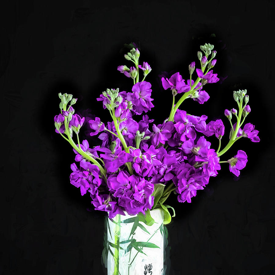 Dark Purple Stock Flowers Matthiola incana X100 Photograph by Rich Franco