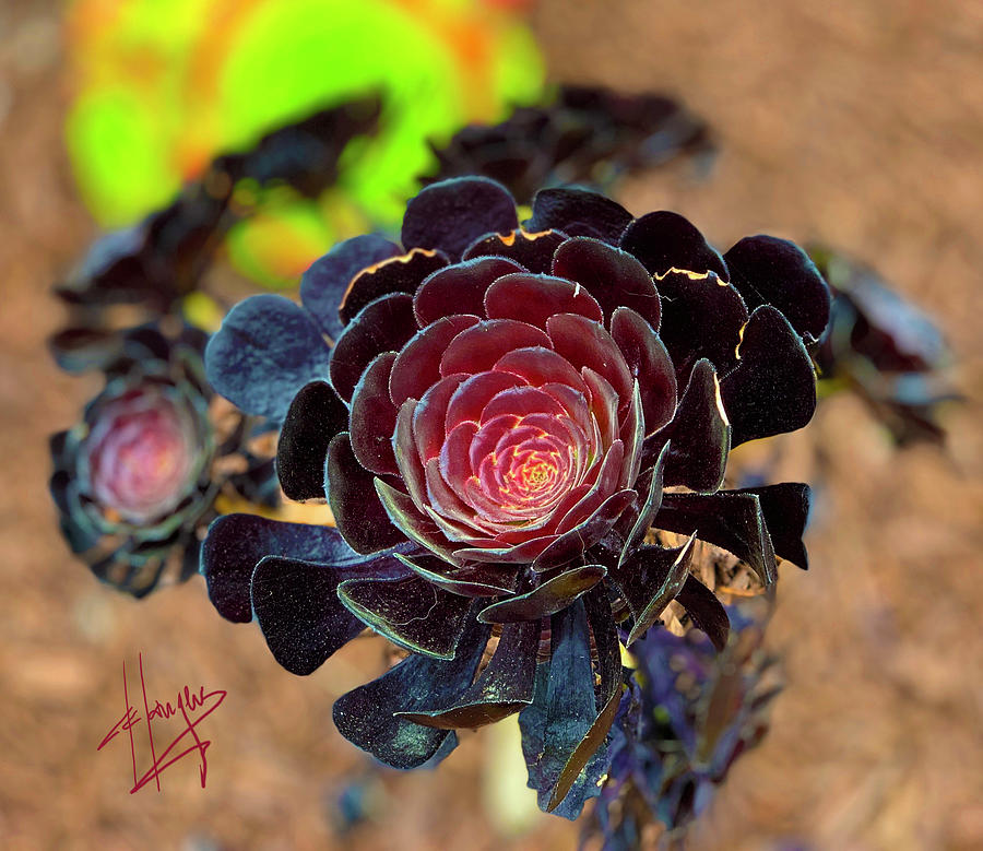 Dark Red Succulent Plant #1 Photograph by DC Langer