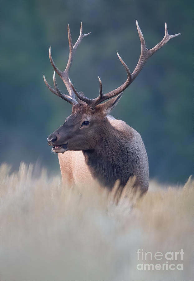 Dawn Elk #1 Photograph by Brad Schwarm
