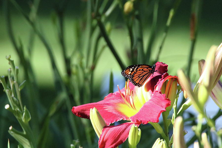 Day Lily and a Butterfly Photograph by Gerald Salamone