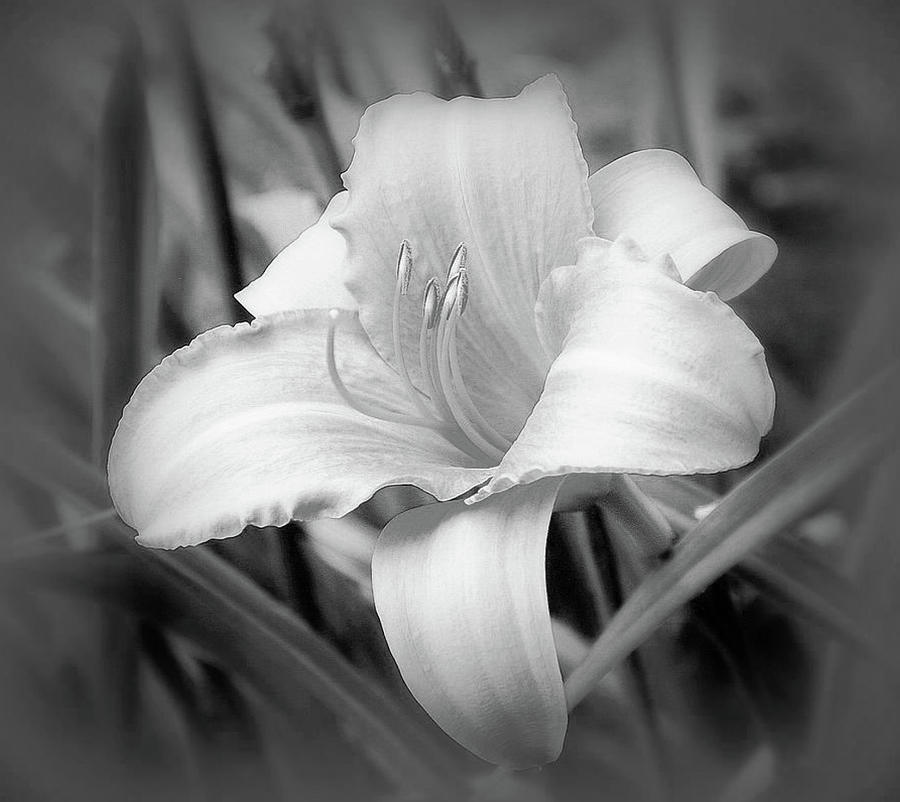Daylilly #1 Photograph by Mary Beth Landis