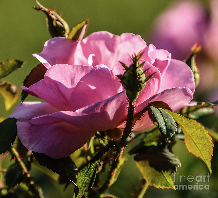 Dazzling Peachy Knock Out Rose Photograph