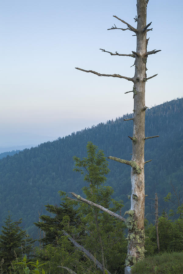 Dead Trees, Clingmans Dome, Great Smoky Mtns NP #1 Photograph by Jerry Whaley