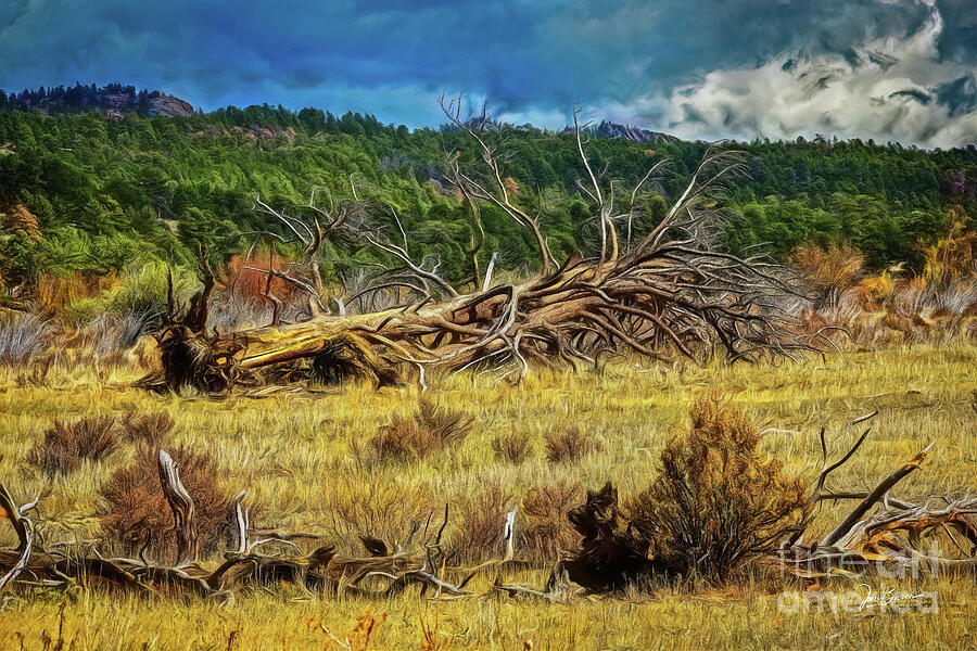 Rocky Mountain National Park Photograph - Deadfall #1 by Jon Burch Photography