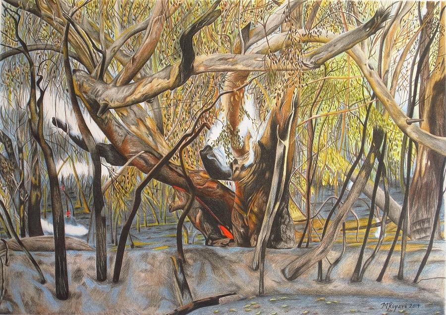 Gum Tree Drawing - Death Of A Gum Tree by Michelle Ripari Gum Tree Drawing - Death Of A Gum Tree by Michelle Ripari