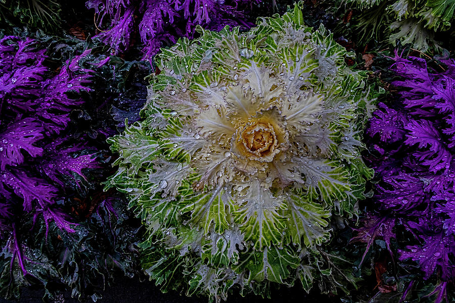 Decorative Cabbage and Raindrops #1 Photograph by Robert Ullmann