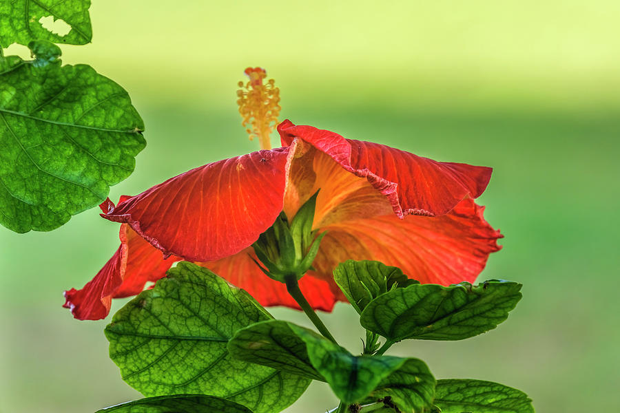 Deep Bright Orange Tropical Hibiscus Flower Hawaii Photograph by