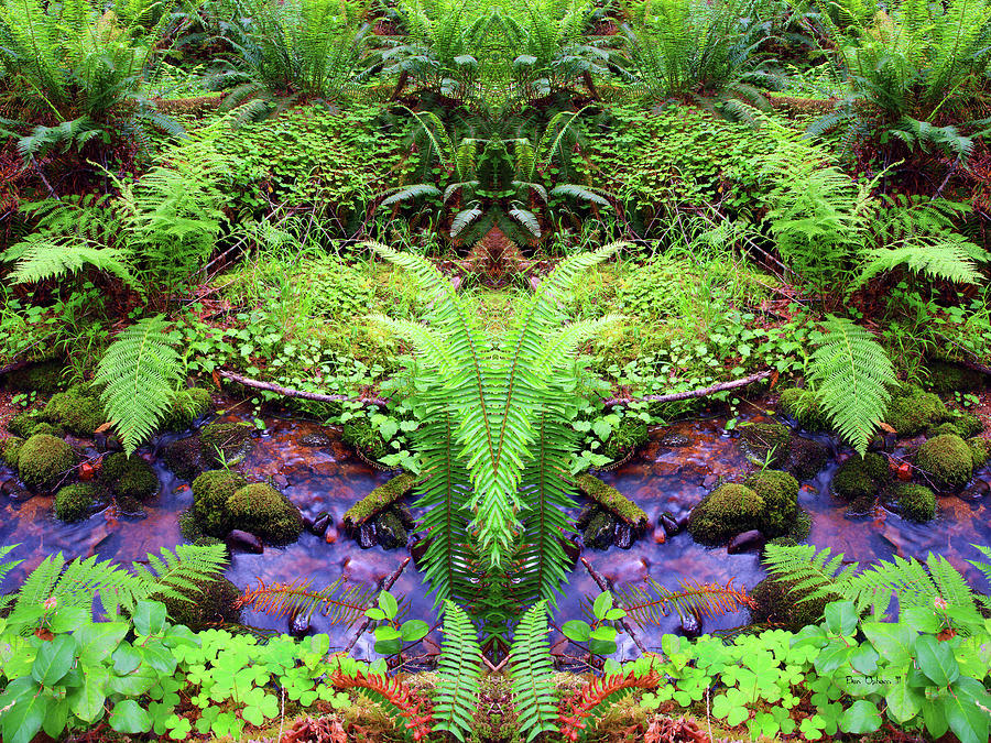 Deep in the Heart of Fern Forest with Saturated Colors Photograph by Ben Upham III