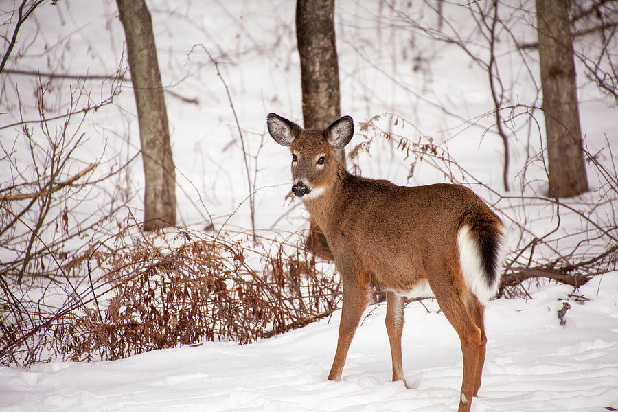 Deer Photograph - Deer Beauty #1 by Karol Livote