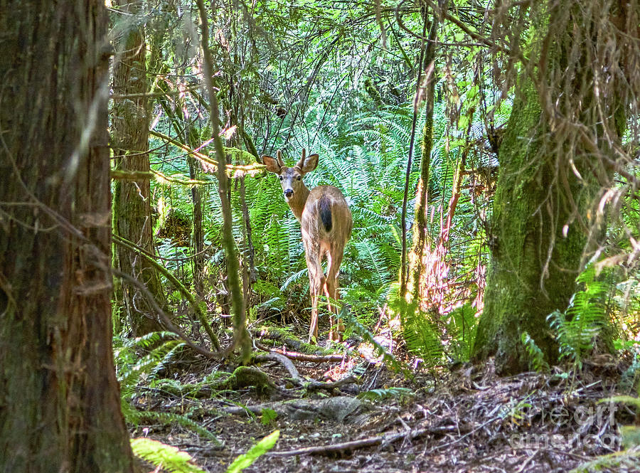 Deer #1 Photograph by Brian Kamprath