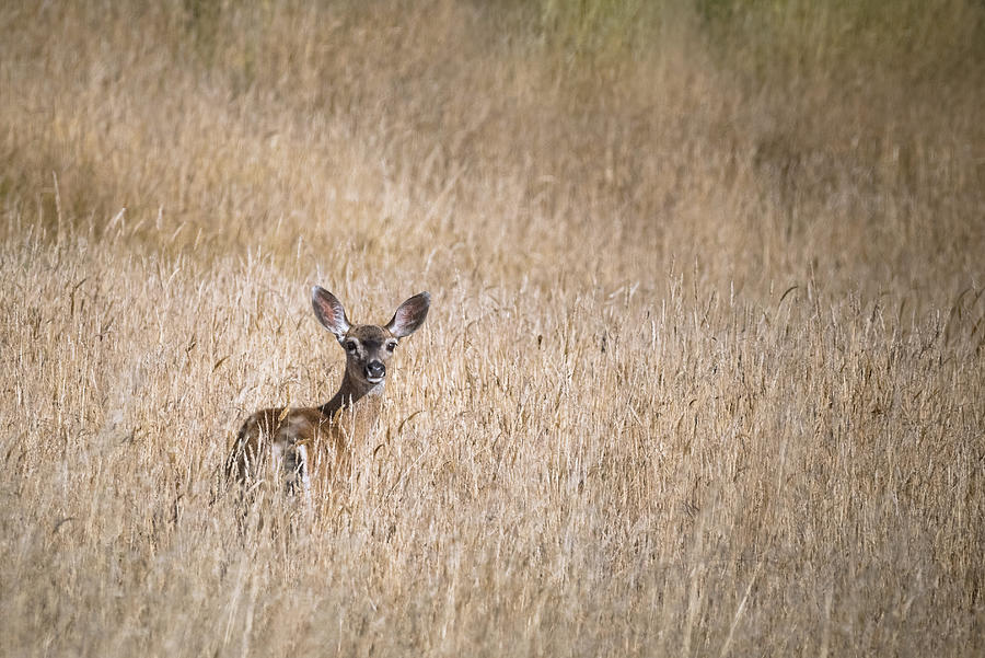 Deer hiding #1 Photograph by Mike Fusaro