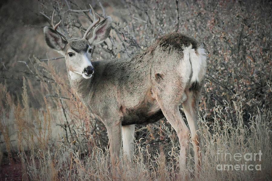 Deer in the woods Photograph by Tonya Hance - Fine Art America