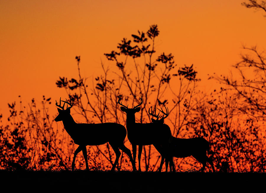 Sunset Bucks Photograph by Duane Cross