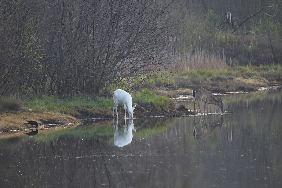 Deer Reflections #1 Photograph by Brook Burling