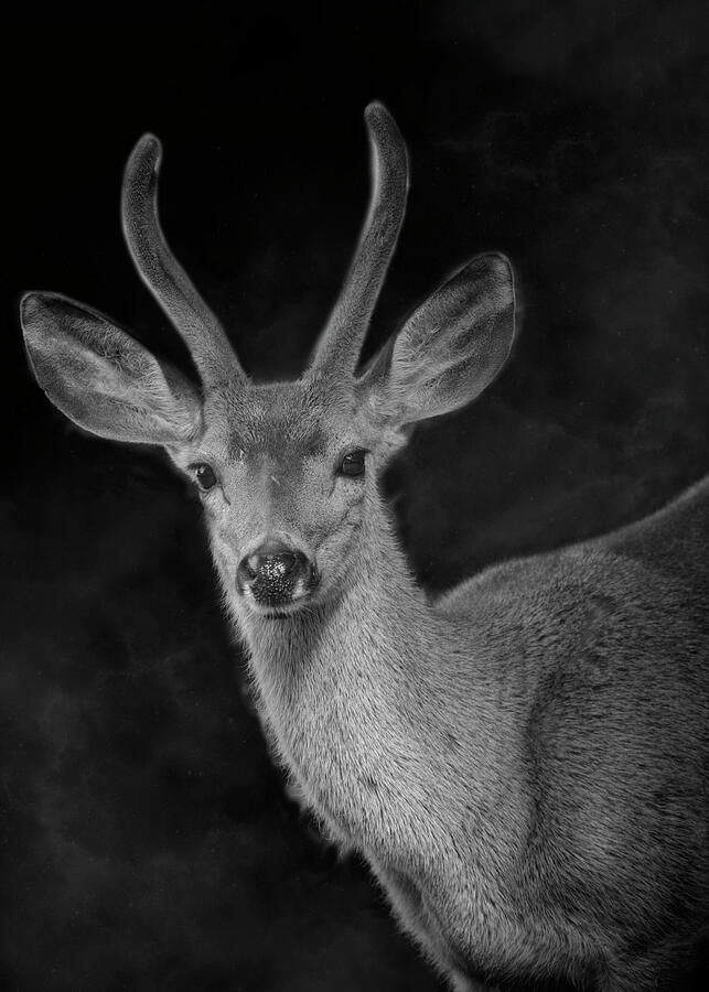 Deer Photograph - Deer Season by Alinna Lee