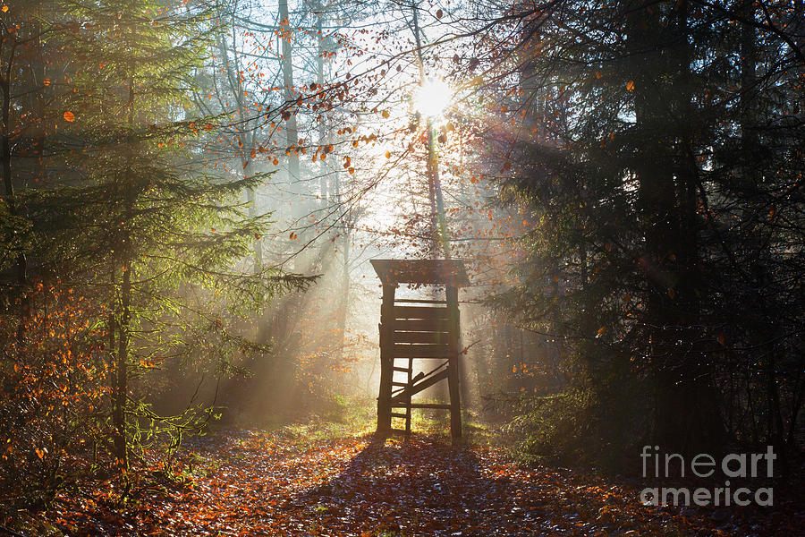 Deer Stand at Sunrise #1 Photograph by Arterra Picture Library