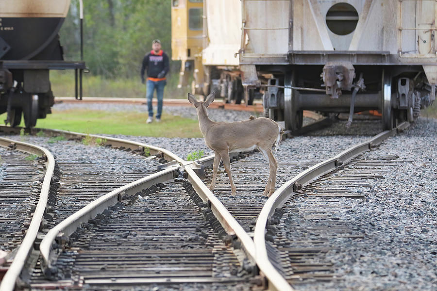 Deer Tracks #1 Photograph by Brook Burling