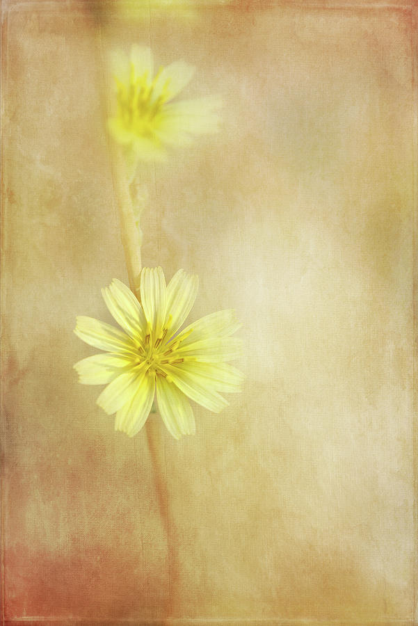 Delicate Yellow Wildflower Digital Art by Terry Davis