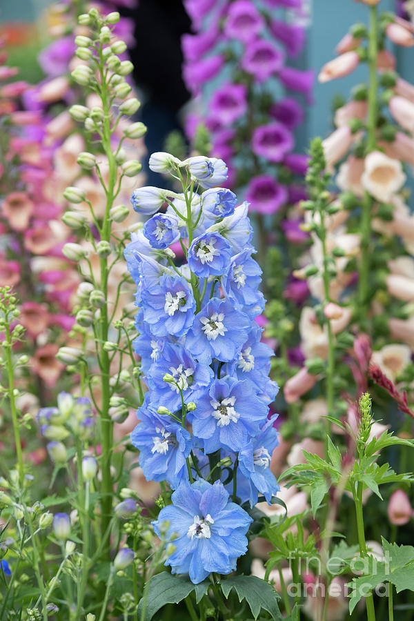 Delphinium Magic Fountains Sky Blue White Bee Flower #1 Photograph by Tim Gainey