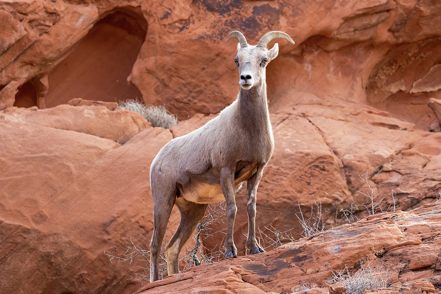 Wildlife Photograph - Desert Bighorn Sheep Ewe #1 by James Marvin Phelps Wildlife Photograph - Desert Bighorn Sheep Ewe #1 by James Marvin Phelps