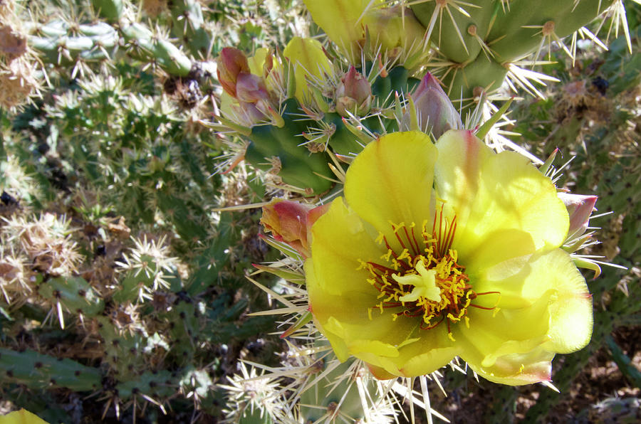 Desert Bloom #1 Photograph by Sonja Jones
