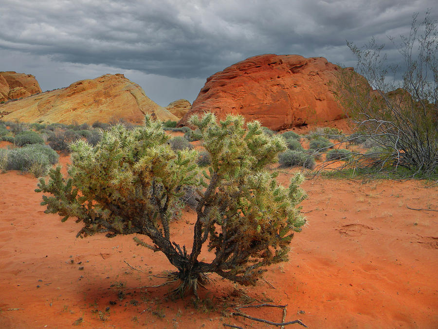 Nature Photograph - Desert Cholla Cactus #2 by Frank Wilson