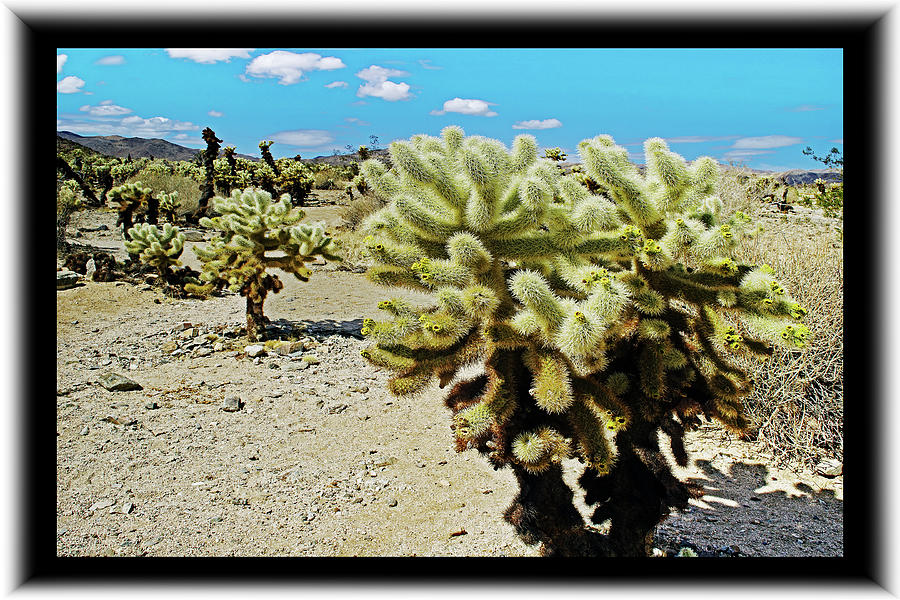 Desert Cholla in Bloom #1 Photograph by Richard Risely